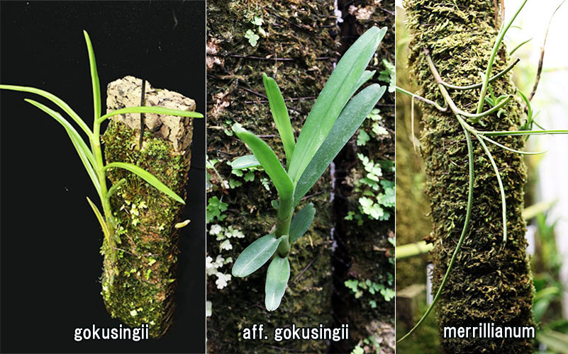 Cleisocentron gokusingii aff